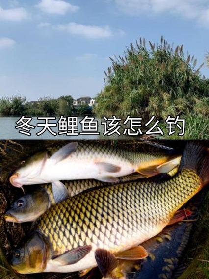 冬季釣魚技巧?_釣魚冬季技巧圖解_釣魚冬季技巧和方法