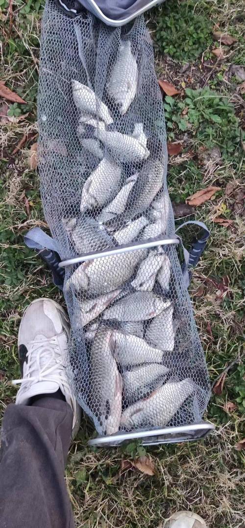 潮白河野生鯽魚-休閑野釣、湖庫釣