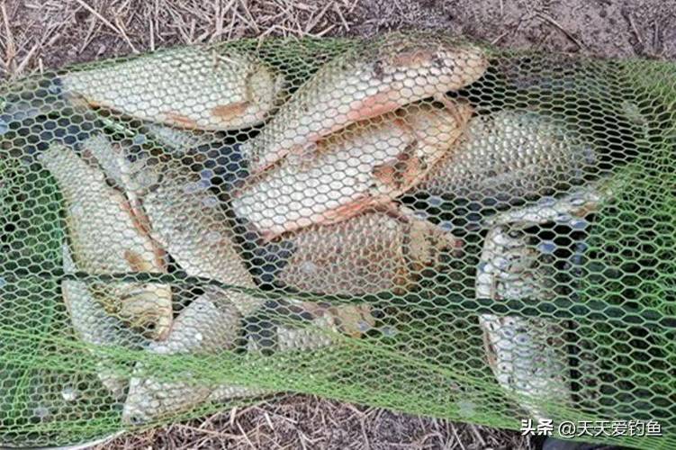 潮白河野生鯽魚-休閑野釣、湖庫釣_湖庫野釣釣法_湖庫釣鯽魚怎么調漂