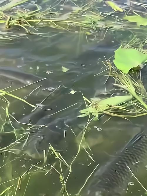 配方餌料草魚最佳配比_草魚餌料最佳配方_草魚餌料配方大全