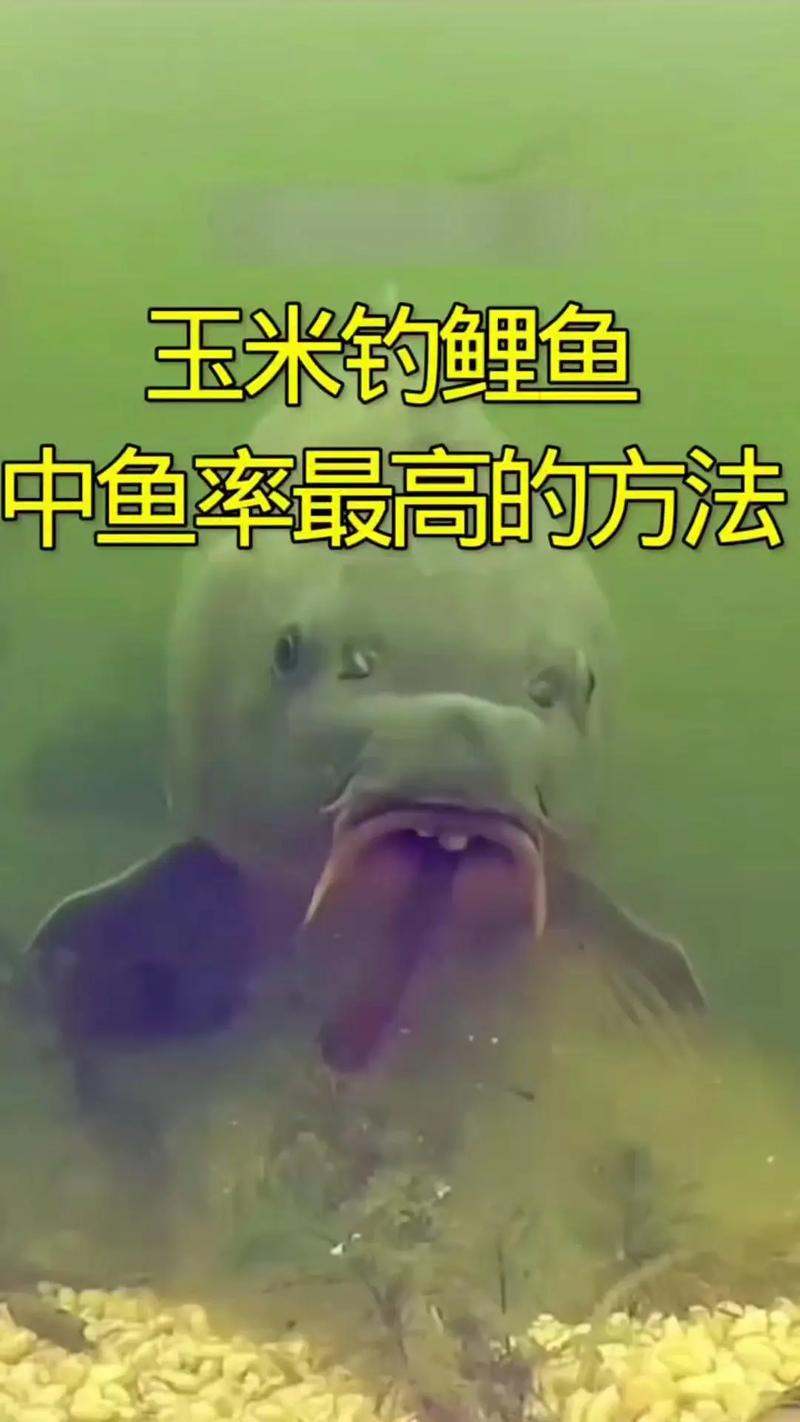 玉米糖釣鯉魚絕招?
