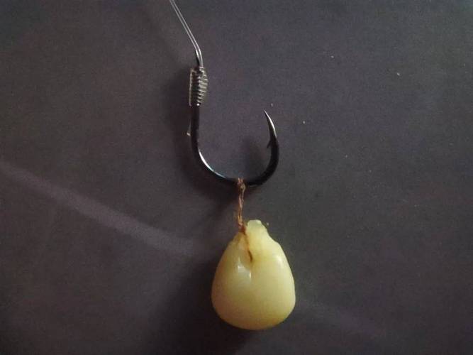 玉米釣鯉魚窩料配方_玉米糖釣鯉魚絕招?_玉米釣鯉魚餌料配方大全