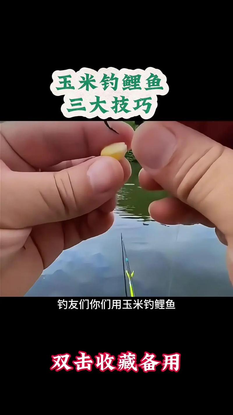 玉米釣鯉魚窩料配方_玉米糖釣鯉魚絕招?_玉米釣鯉魚餌料配方大全