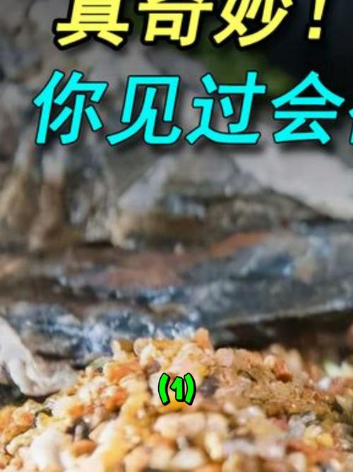 在陸地上也能活的魚_陸地上能生活的魚_什么魚能在陸地生活還能爬樹