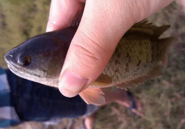 在陸地上也能活的魚_陸地上能生活的魚_什么魚能在陸地生活還能爬樹