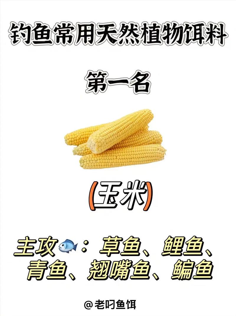 秋季垂釣草魚最佳餌料_秋天釣草魚用什么餌料好呢_秋季釣草魚用什么餌料最好野釣
