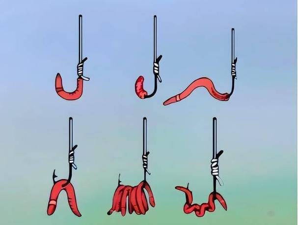 鯉魚吃蚯蚓的正確方法?