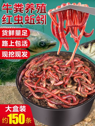 鯉魚蚯蚓_鯉魚吃蚯蚓的正確方法?_鯉魚蚯蚓正確吃方法是什么