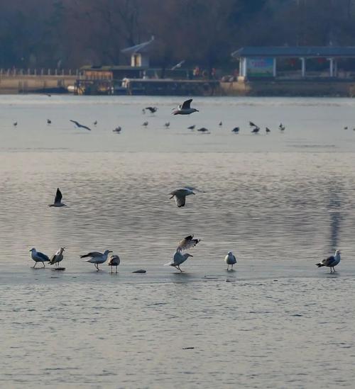 青云湖水庫_安丘青云湖下游釣魚_初釣安丘青云湖