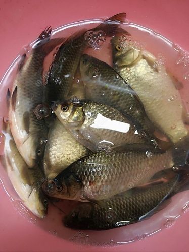 四海釣魚論壇：釣魚愛好者的知識寶庫與交流平臺，提升釣魚技巧的首選之地