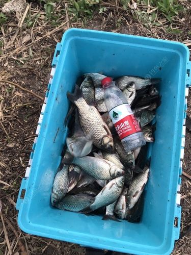 四海釣魚2018_四海釣魚論壇_四海釣魚頻道海釣玩家
