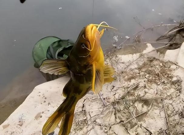 野釣黃顙魚_釣黃顙魚技巧_垂釣黃顙魚