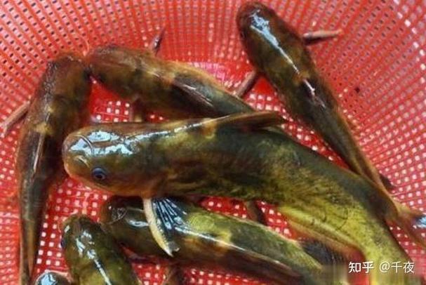 野釣黃顙魚_釣黃顙魚技巧_垂釣黃顙魚