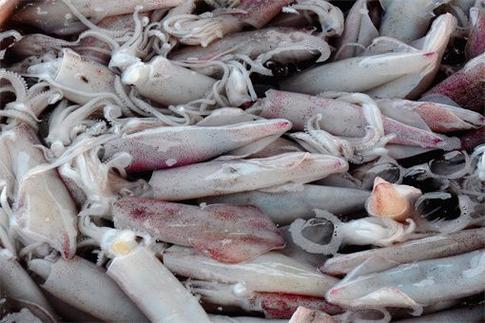 魷魚屬于魚類嗎?_魷魚屬于魚類動物嗎_魷魚屬于魚類嗎為什么不能吃
