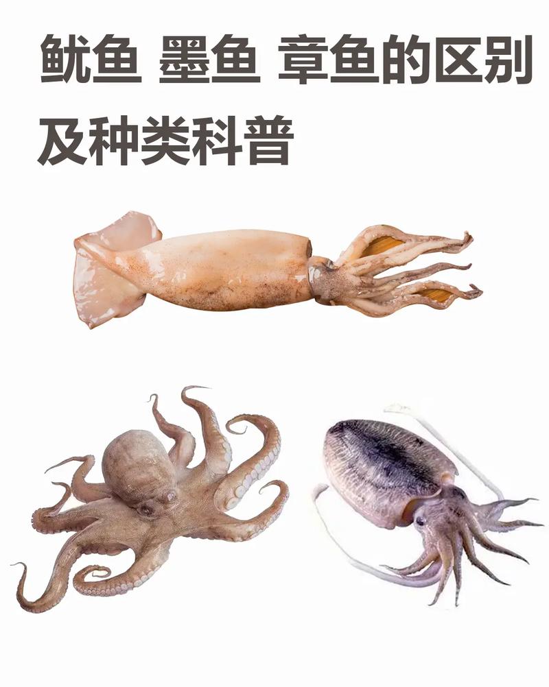 魷魚屬于魚類嗎?_魷魚屬于魚類動物嗎_魷魚屬于魚類嗎為什么不能吃