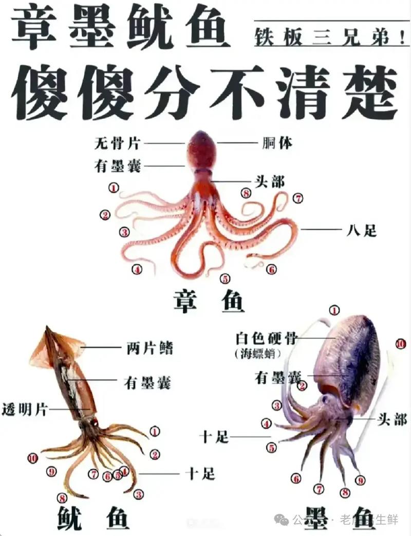 魷魚屬于魚類嗎?_魷魚屬于魚類動物嗎_魷魚屬于魚類嗎為什么不能吃