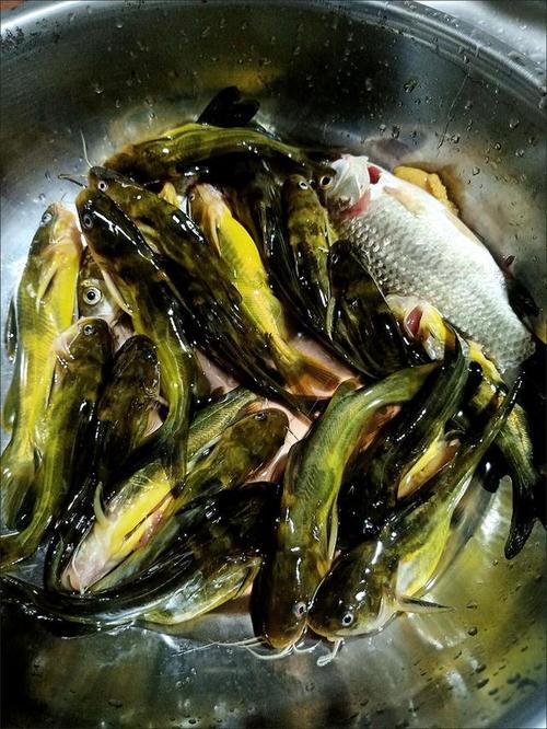 釣黃顙魚技巧_野釣黃顙魚視頻_野釣黃顙魚