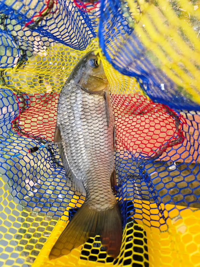 水庫可以釣魚嗎_釣魚水庫可以釣什么魚_釣魚水庫可以釣魚嗎