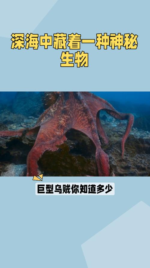 吸血烏賊圖片發光_吸血烏賊圖片_吸血鬼烏賊圖片