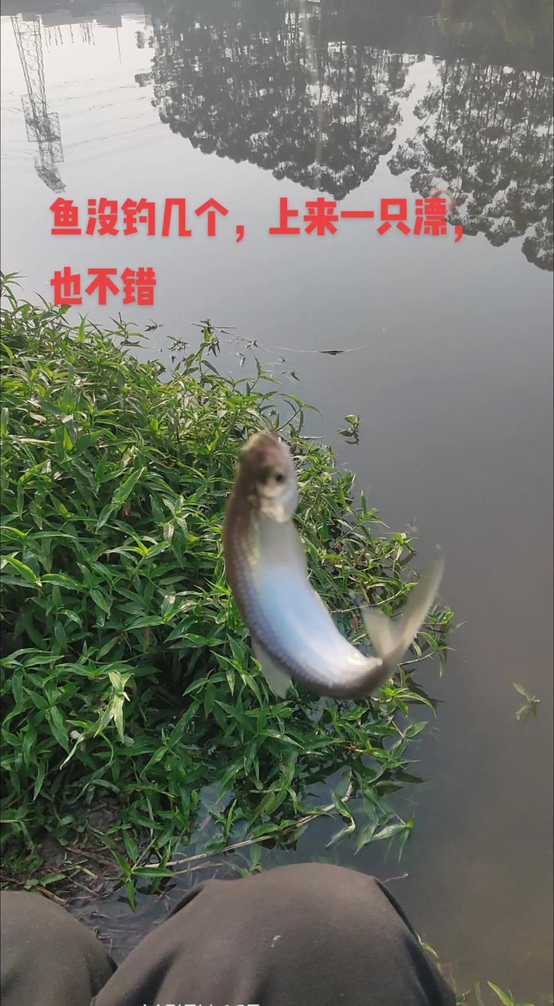 江夏區免費釣魚_釣魚江夏免費可以釣的地方_江夏哪里可以免費釣魚