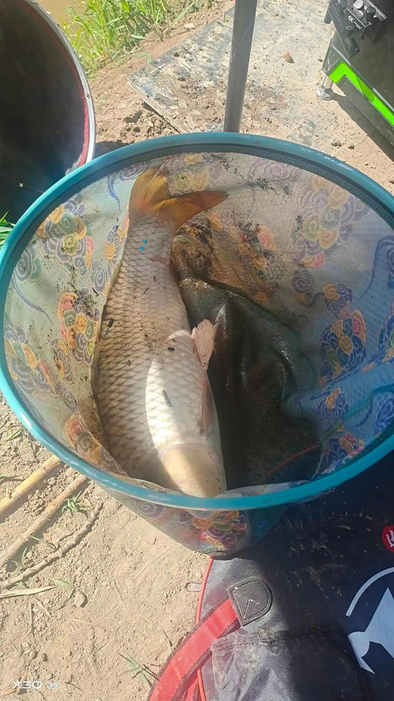 釣魚江夏免費可以釣的地方_江夏區免費釣魚_江夏哪里可以免費釣魚
