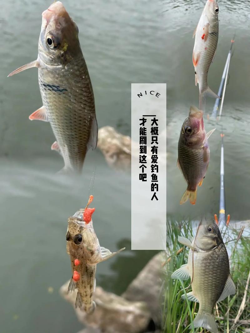 釣魚視頻大全視頻_釣魚視頻路亞_釣魚視頻