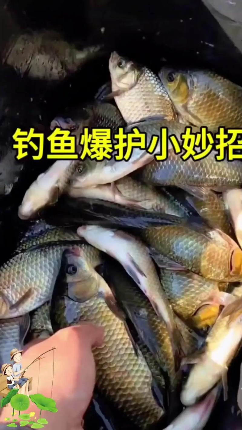 深秋黑坑釣草魚必備餌料推薦：玉米與紅薯的完美選擇