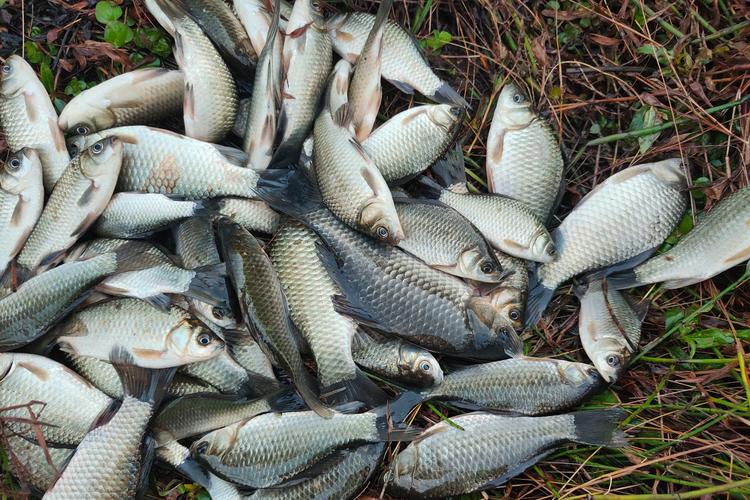 家養鯽魚喂養指南：植物性與動物性飼料選擇及快速生長餌料推薦
