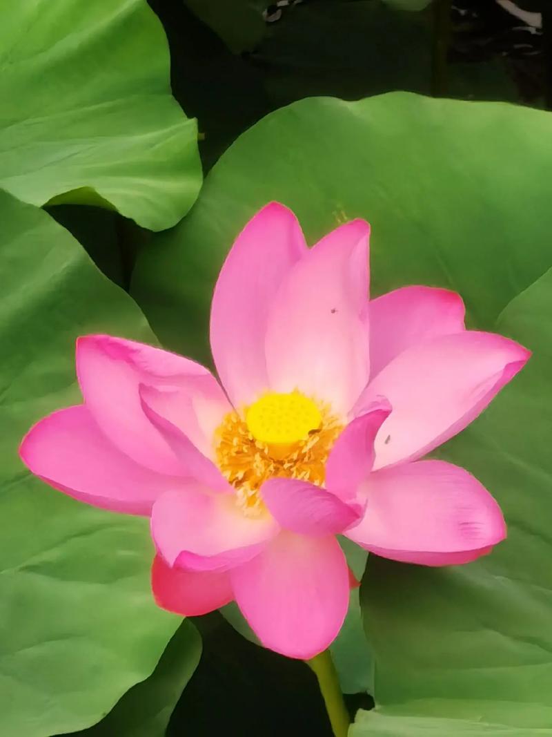夏天什么蓮花寫一句話_夏天什么蓮花填空_夏天什么什么什么的蓮花