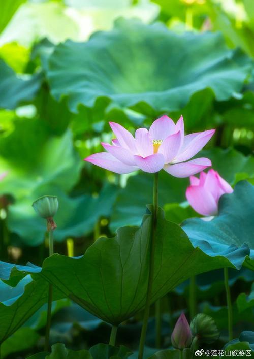 夏天什么蓮花寫一句話_夏天什么蓮花填空_夏天什么什么什么的蓮花