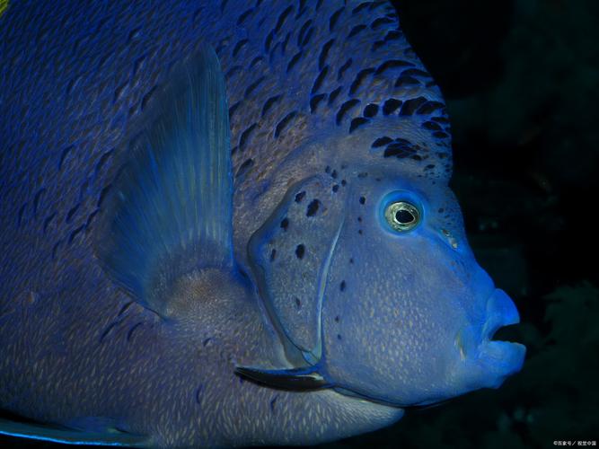 魚類百科大全_魚類百科大全下載_魚類百科全書