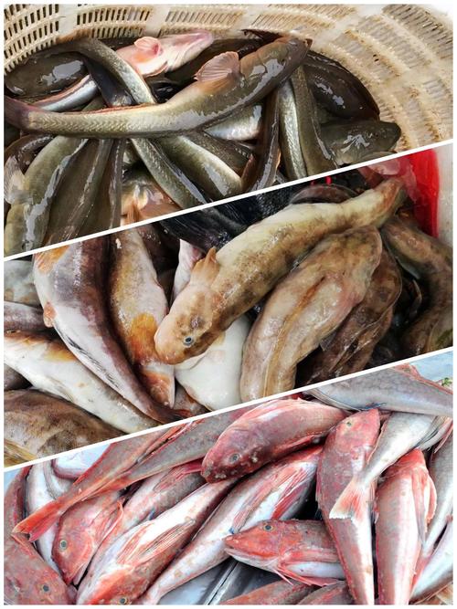 魚類百科大全_魚類百科全書_魚類百科大全下載