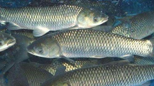 釣魚拉桿技巧知道_釣魚拉桿技巧教學視頻_釣魚拉桿技巧