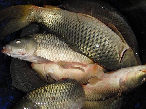 釣魚拉桿技巧_釣魚拉桿技巧教學視頻_釣魚拉桿技巧知道