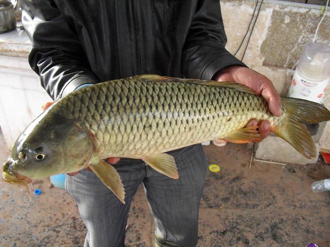 釣魚拉桿技巧知道_釣魚拉桿技巧_釣魚拉桿技巧教學視頻