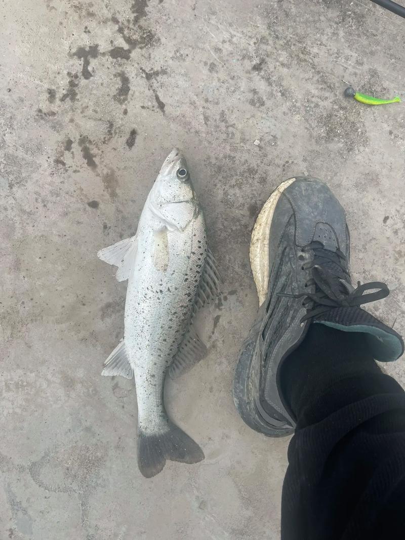 海釣鱸魚視頻_視頻鱸魚海釣怎么釣_視頻鱸魚海釣教程