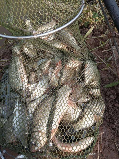 龍口人工島海釣_龍口人工島釣黑鯛_龍口人工島野釣魚獲