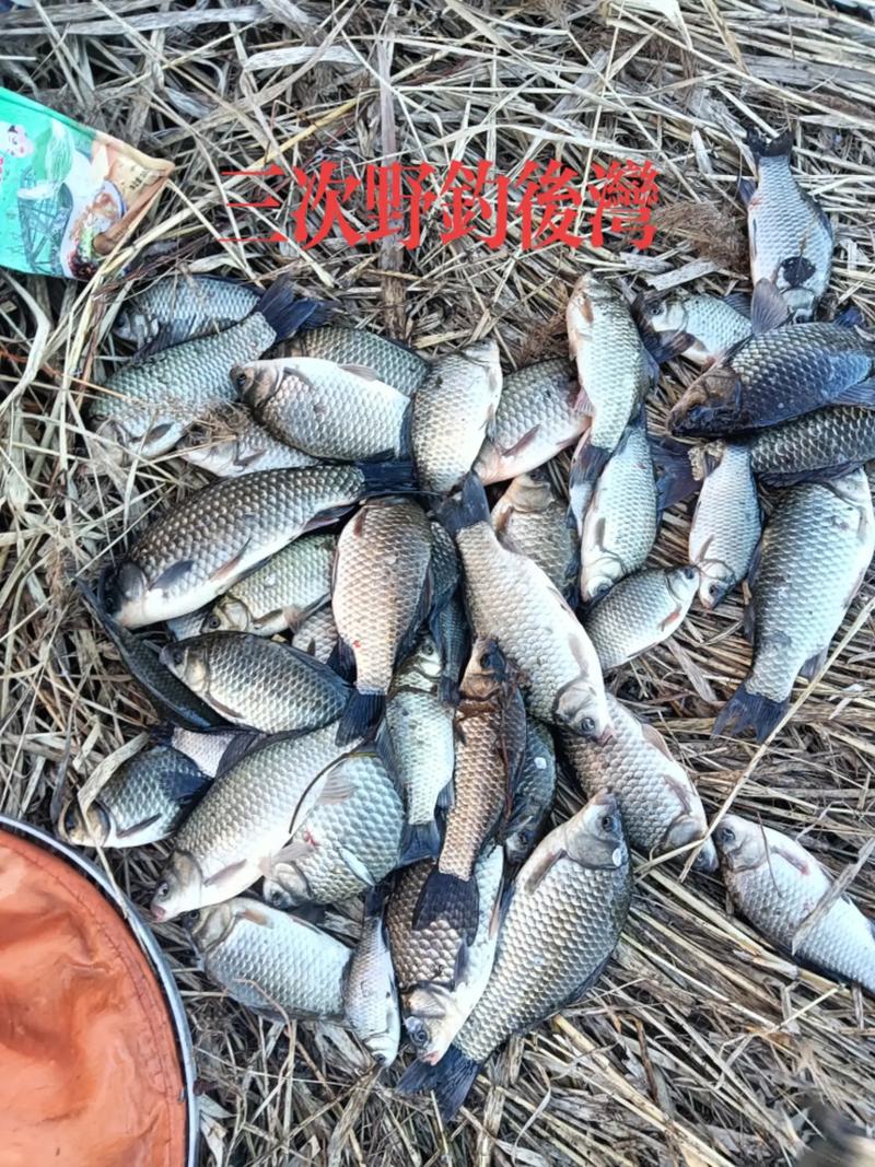 龍口人工島野釣魚獲_龍口人工島釣黑鯛_龍口人工島海釣