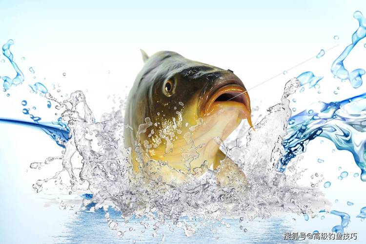 漁我同行全集視頻：釣魚百科，含技巧與各地場景