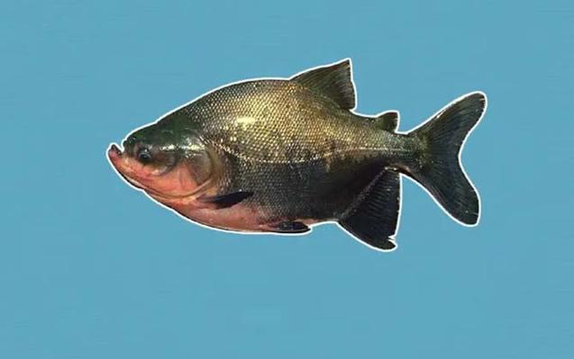 巨魚黑鰭脂鯉是什么魚_巨魚黑鰭脂鯉是淡水魚嗎_黑鰭巨脂鯉是什么魚