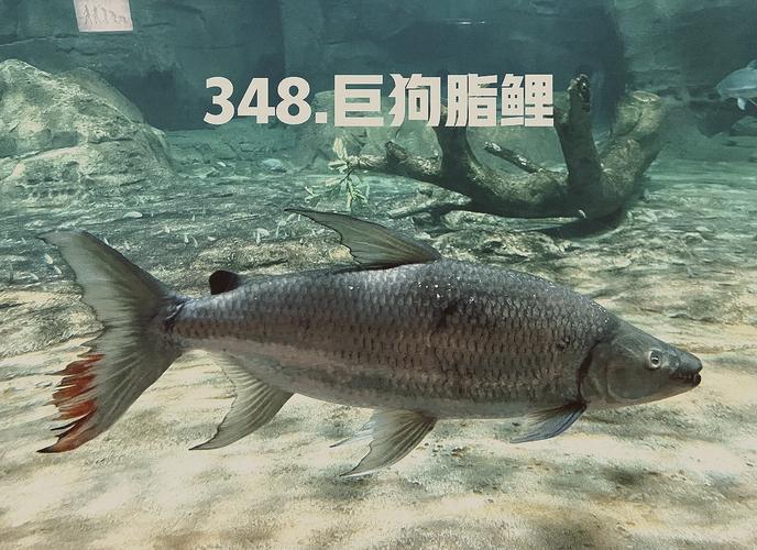 巨魚黑鰭脂鯉是什么魚_巨魚黑鰭脂鯉是淡水魚嗎_黑鰭巨脂鯉是什么魚