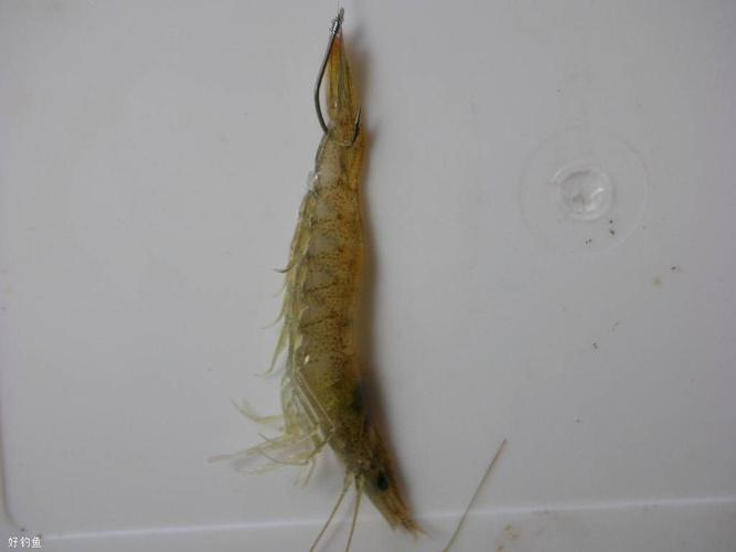 餌料鱸魚海釣用幾號鉤_海釣鱸魚用什么餌料_餌料鱸魚海釣用什么鉤