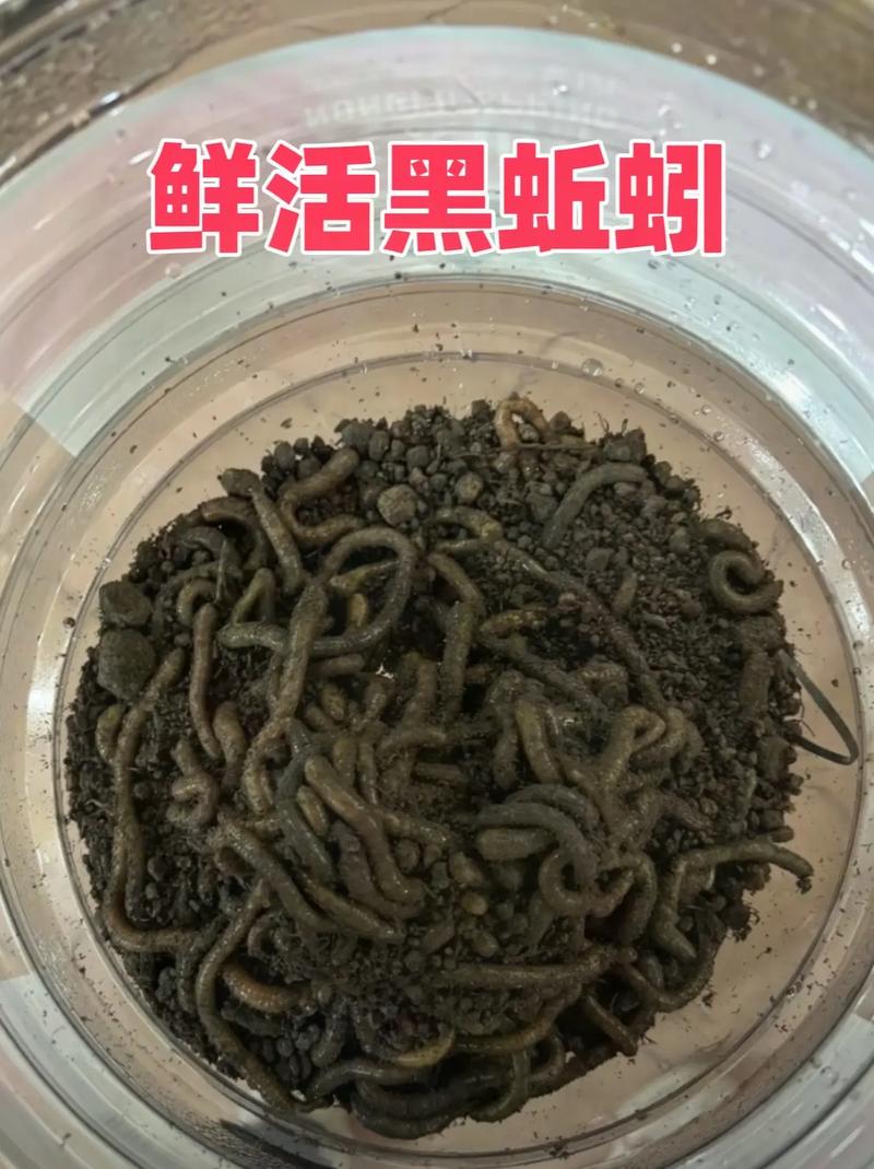 釣黑魚用幾號PE線_釣黑魚用什么調性路亞竿_黑魚用什么釣最好