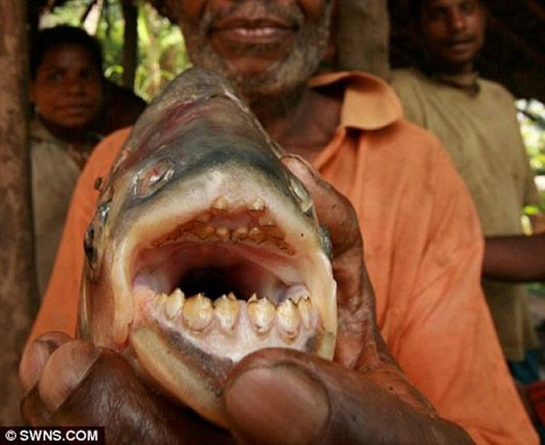 剛果河的猛魚_剛果河虎魚價格_剛果河里的兇猛的魚