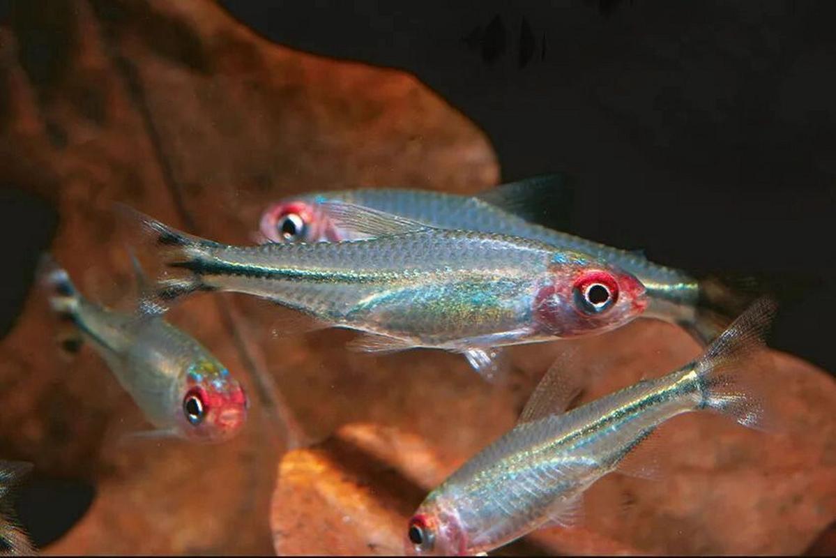 紅鼻剪刀是什么魚_紅鼻剪刀魚常見病_紅鼻子剪刀魚