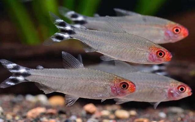 紅鼻剪刀魚常見病_紅鼻子剪刀魚_紅鼻剪刀是什么魚