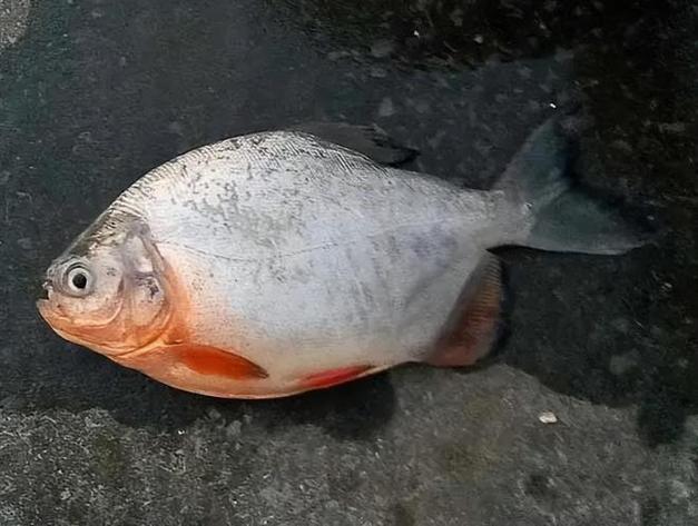 紅鯧魚為什么叫垃圾魚_紅鯧魚學名_垃圾魚叫紅鯧魚嘛