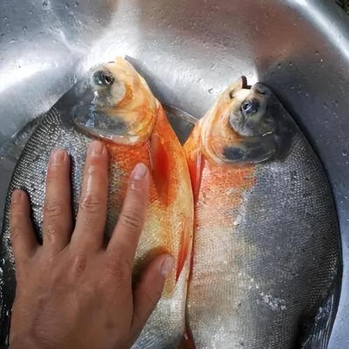 紅鯧魚學名_紅鯧魚為什么叫垃圾魚_垃圾魚叫紅鯧魚嘛