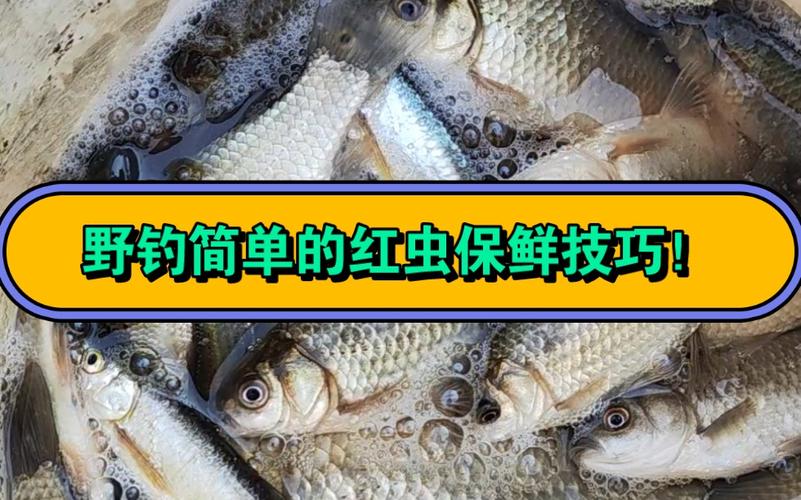 保存簡單紅蟲方法有哪些_保存簡單紅蟲方法圖片_紅蟲保存最簡單的方法