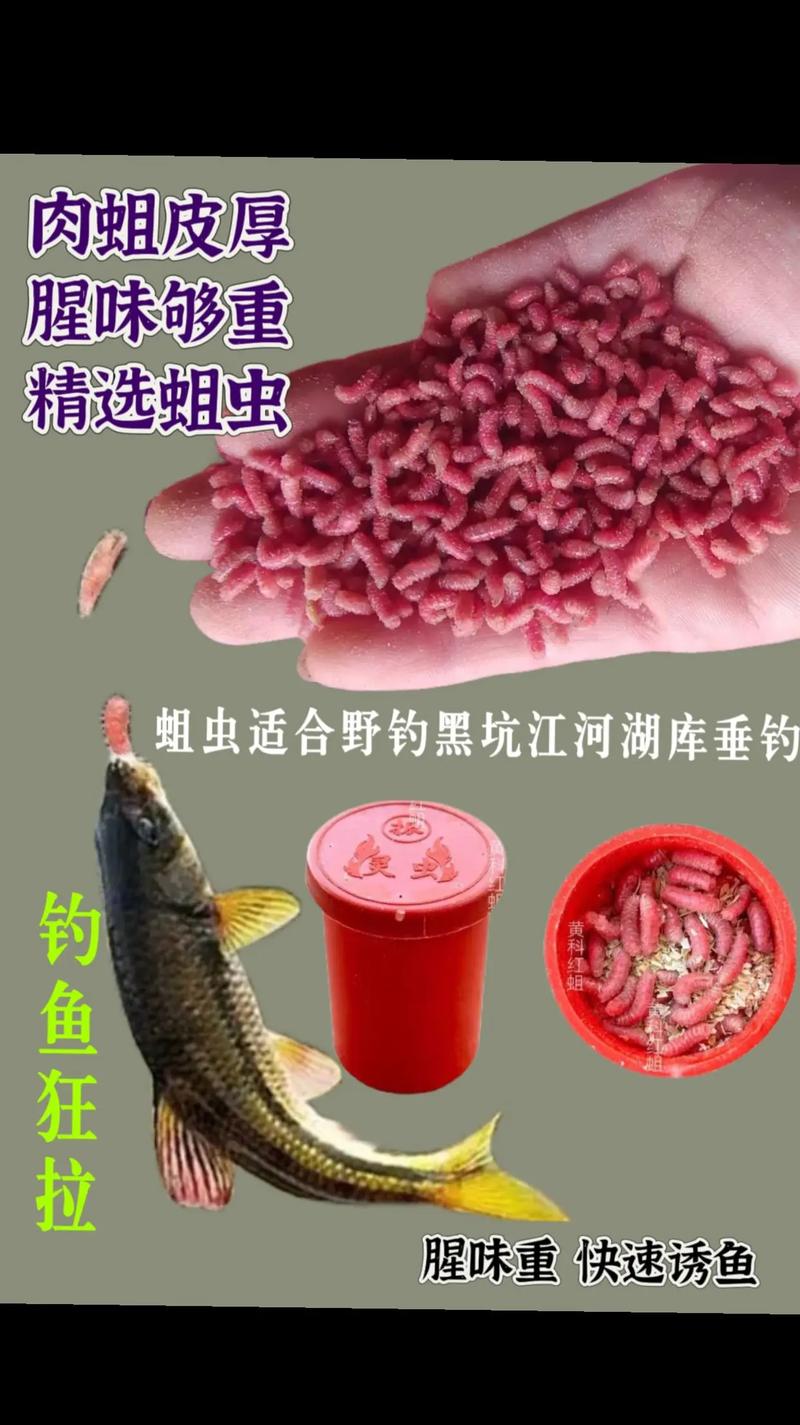 釣魚紅蟲子_紅蟲釣魚真的危險嗎_釣魚危險紅蟲圖片